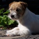 Meine Jack Russell Terrier Hündin Mila im Garten