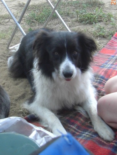 Meine Jamie in der Toscana am Campingplatz im August 2009