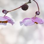 Meine japanische Herbstanemone aus dem Garten