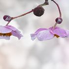 Meine japanische Herbstanemone aus dem Garten