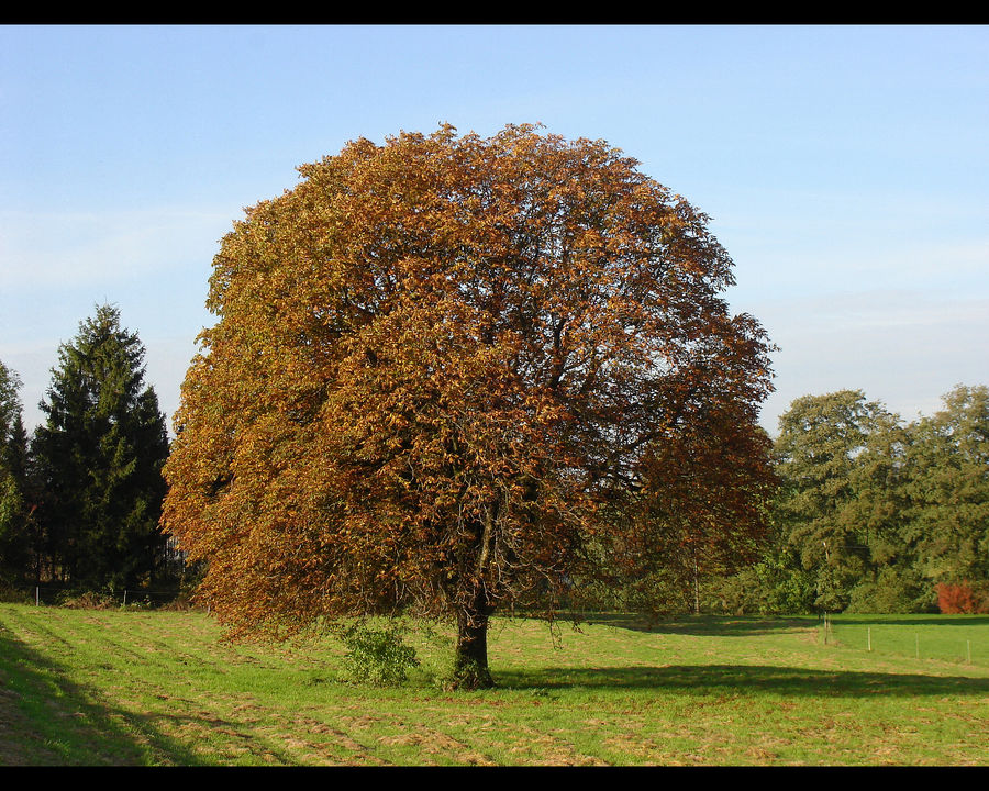 Meine Kastanie im Herbst