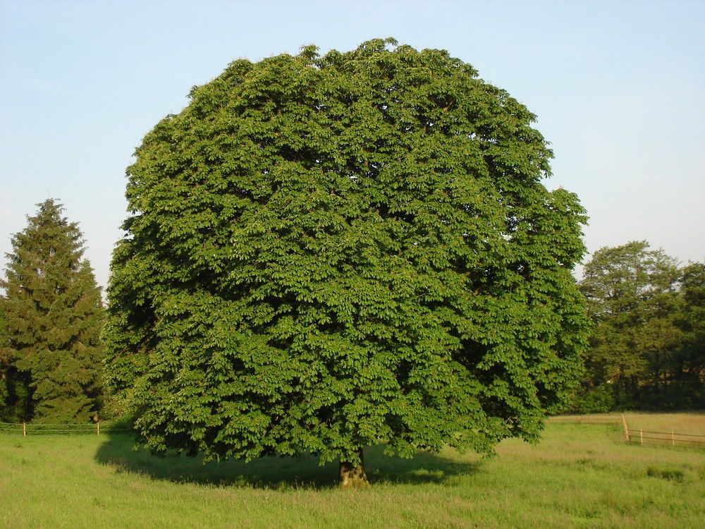 Meine Kastanie im Sommer Foto & Bild | jahreszeiten, sommer, natur Bilder auf fotocommunity