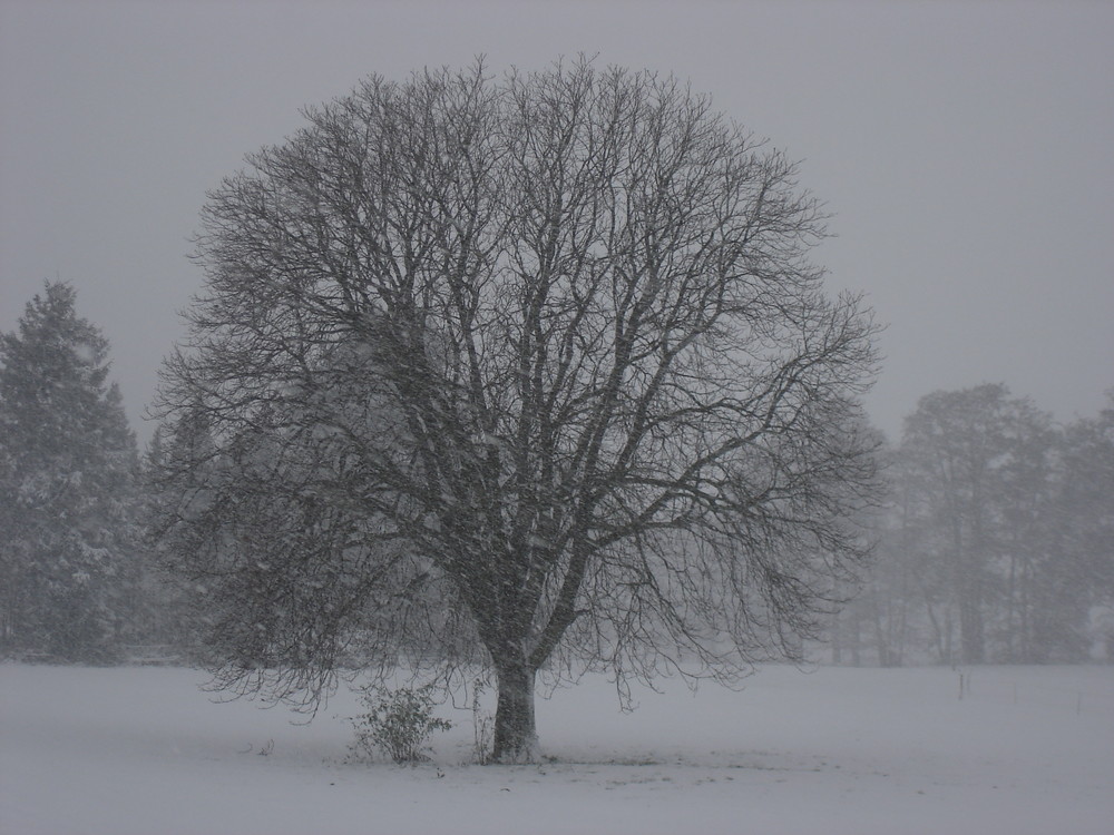 Meine Kastanie im Winter