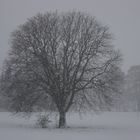 Meine Kastanie im Winter