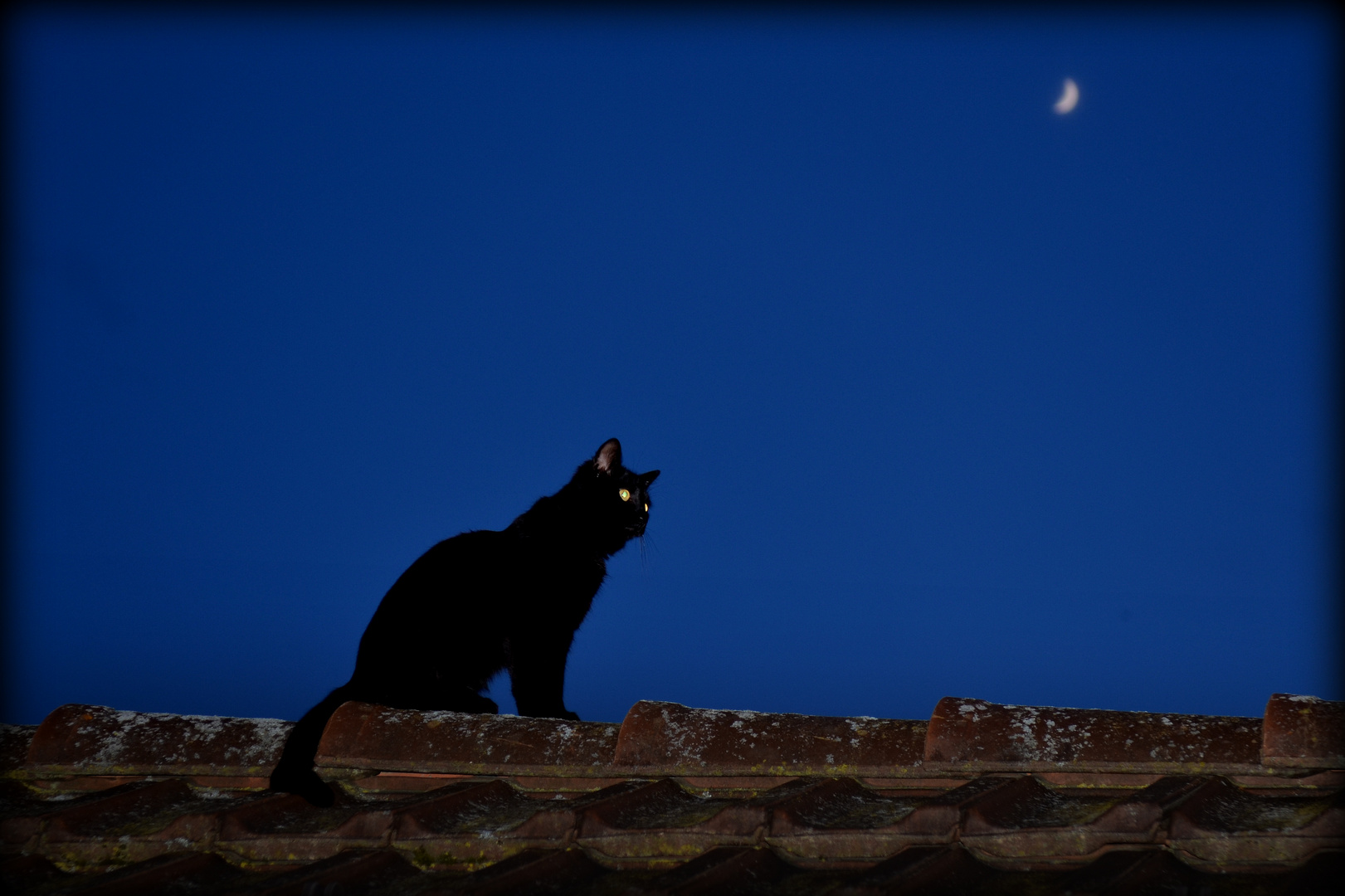 Meine Katze auf Nachbars Dach