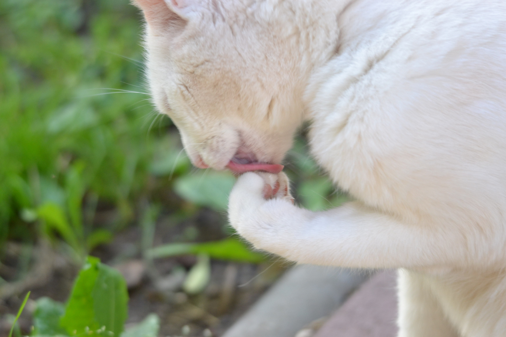 Meine Katze Bianca bei der Körperpflege