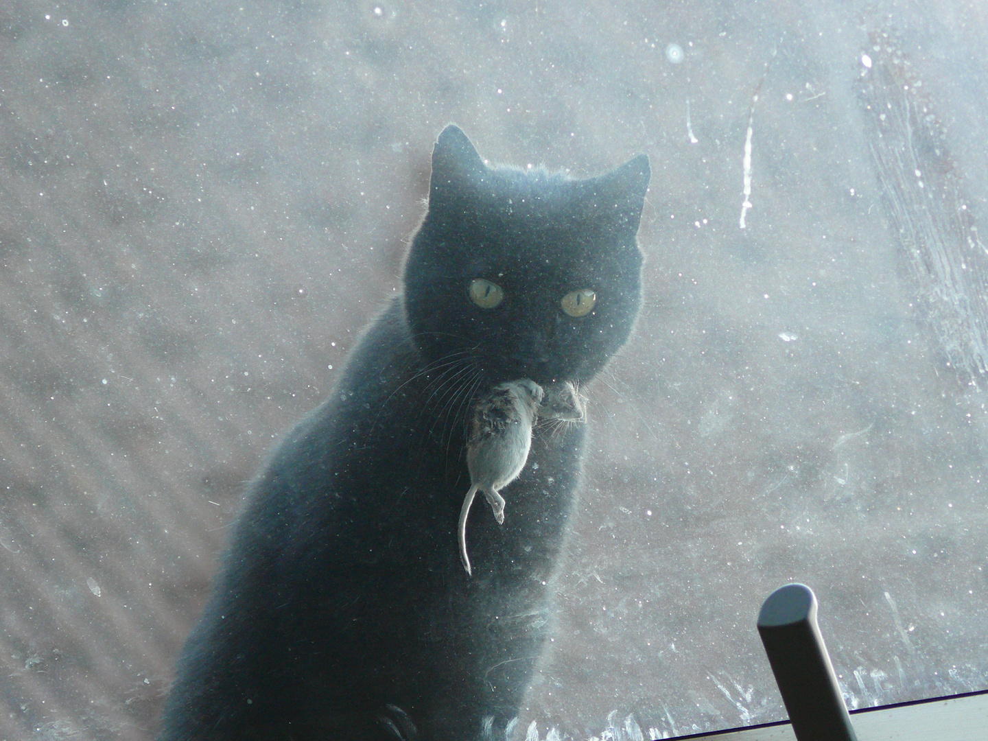 meine Katze bringt essen