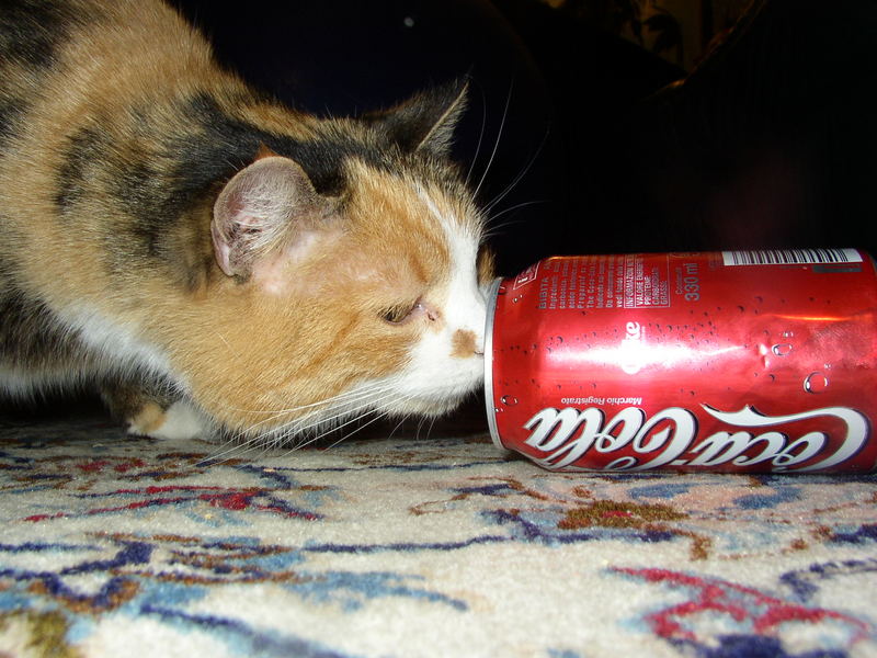 Meine Katze Cola Süchtig