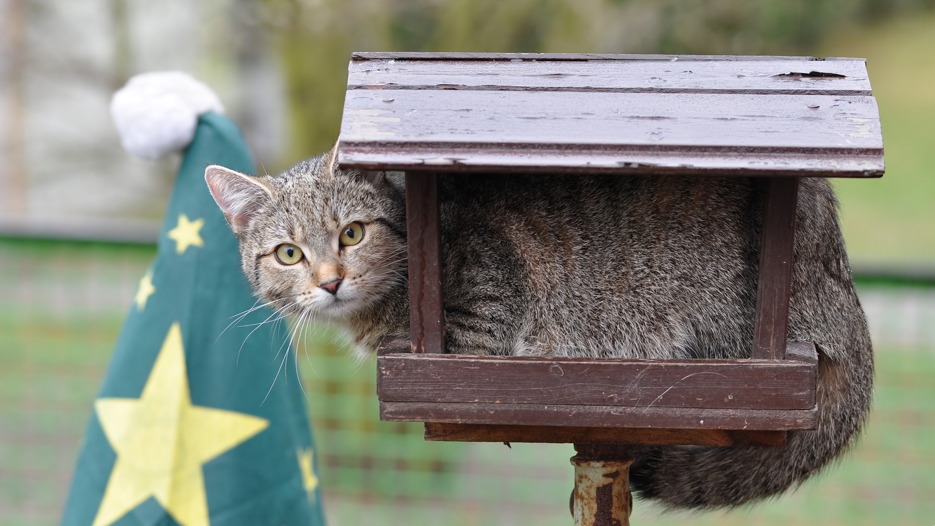 meine Katze der Vogel