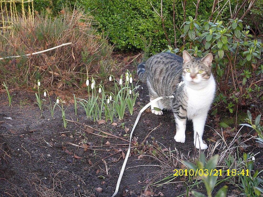 meine Katze entdeckt den Frühling