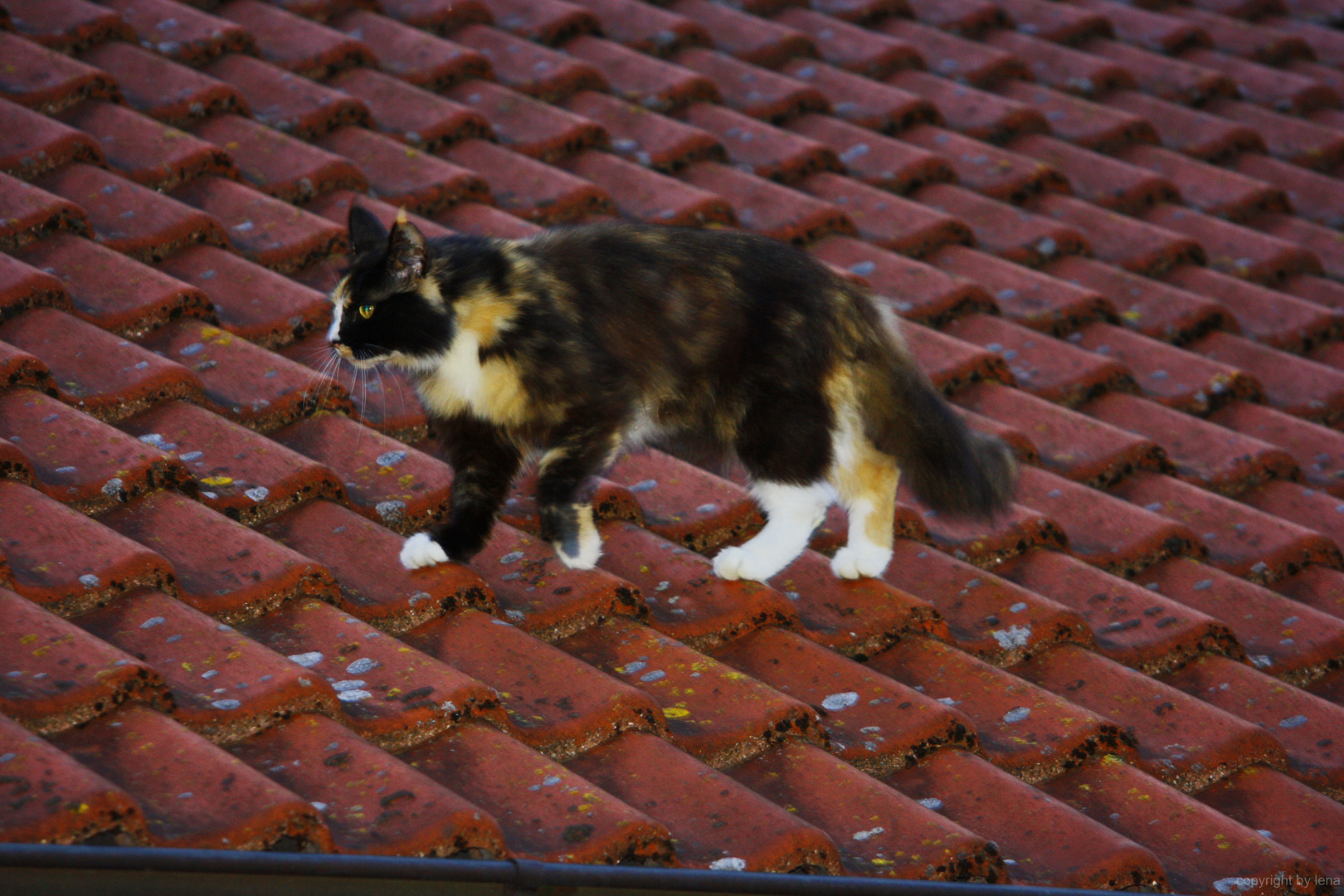 Meine Katze geht spatzieren...