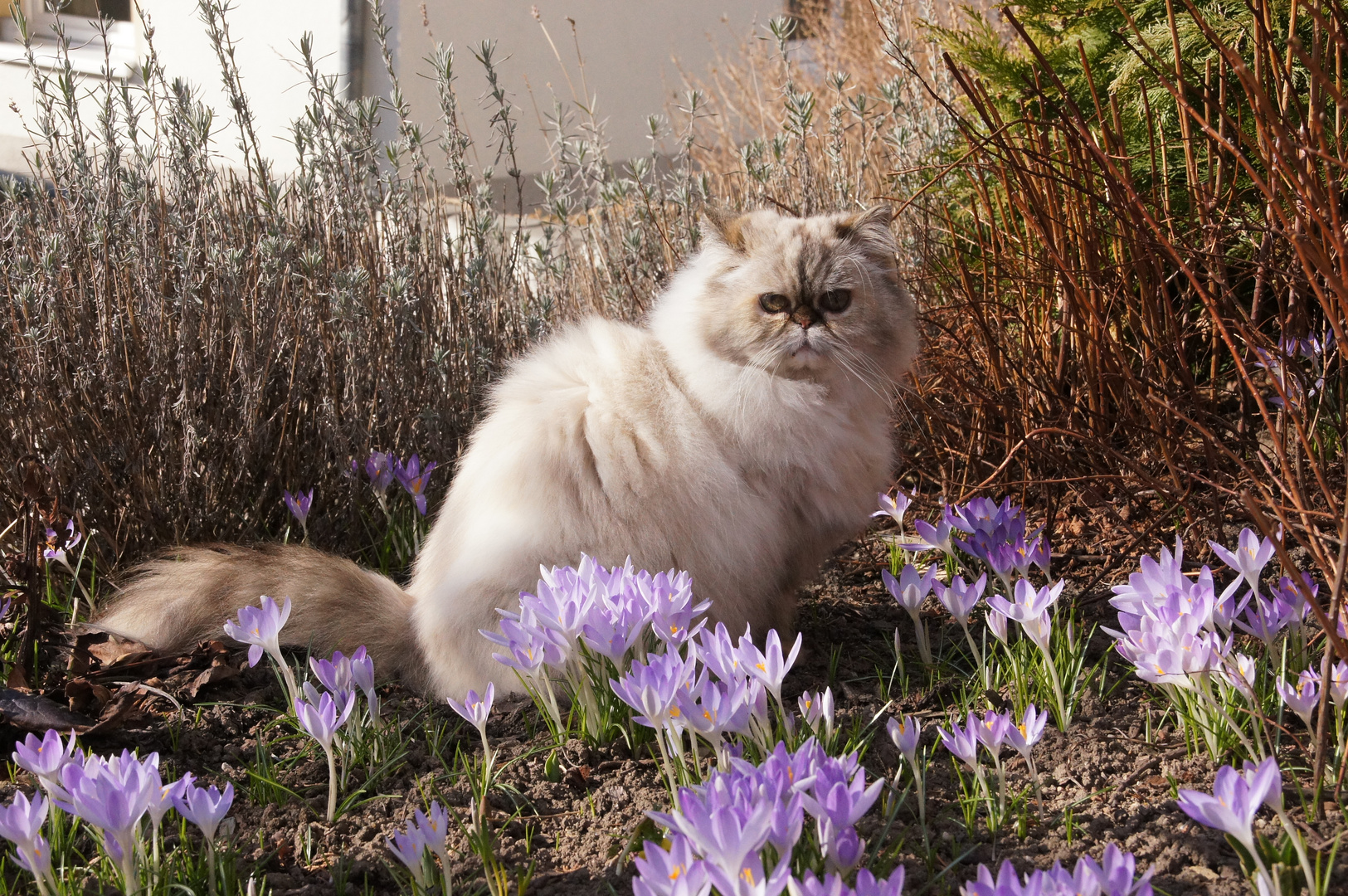 meine Katze genießt den Frühling