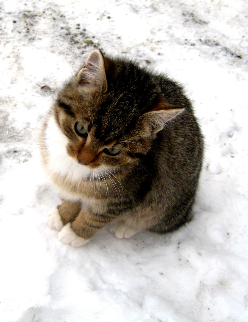 Meine Katze im Schnee!