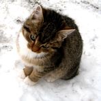Meine Katze im Schnee!