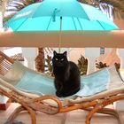 Meine Katze in Cala Fornells