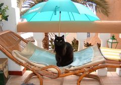 Meine Katze in Cala Fornells