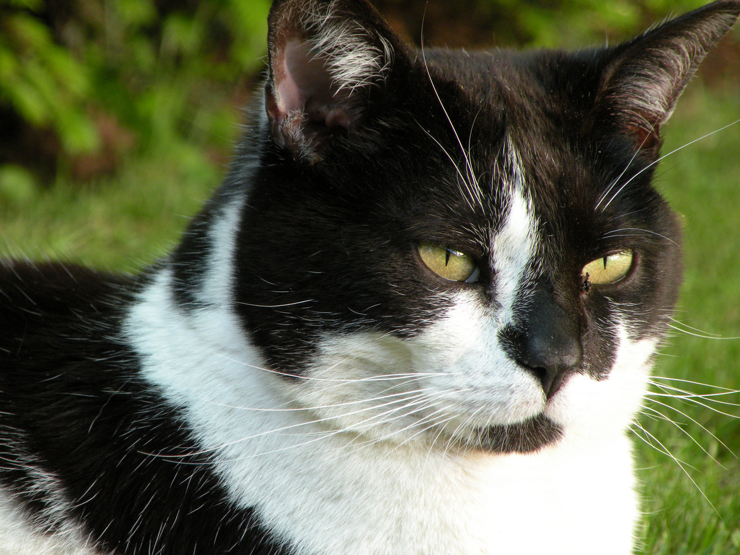 meine Katze Katinka ganz entspannt