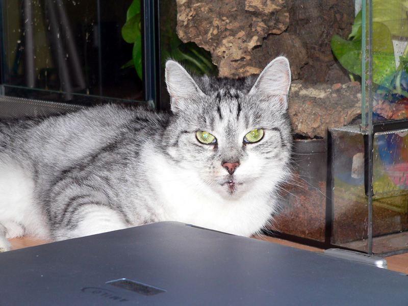 Meine Katze liebt Terrarien