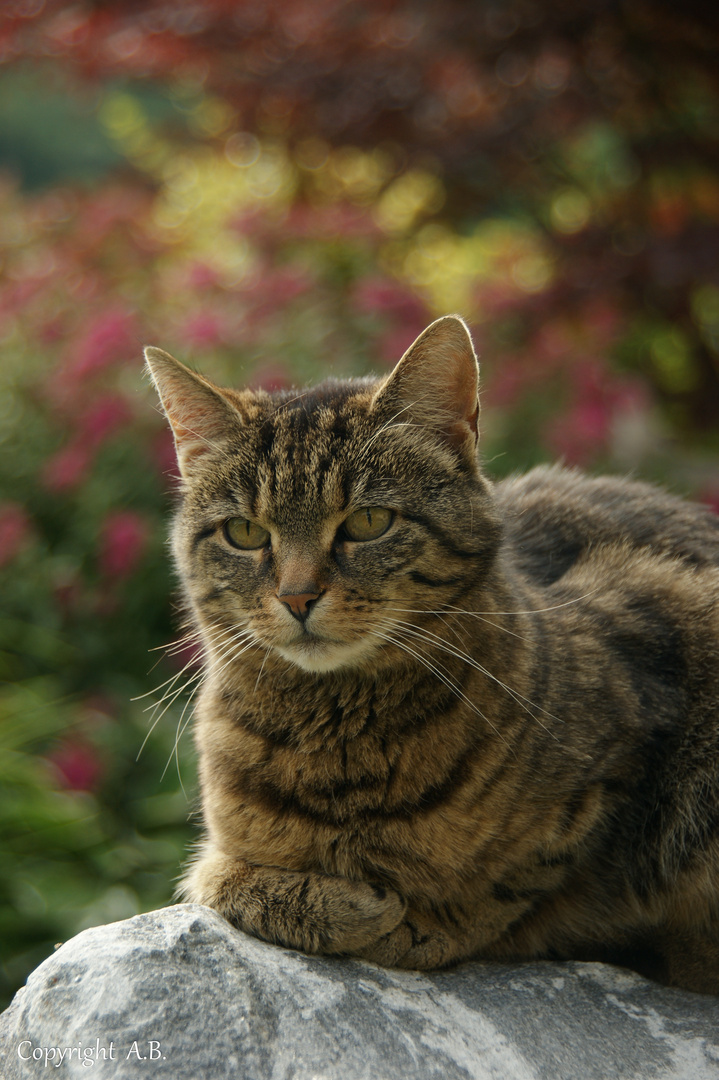 Meine Katze Lisa