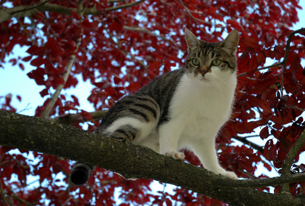 Meine Katze Lucy