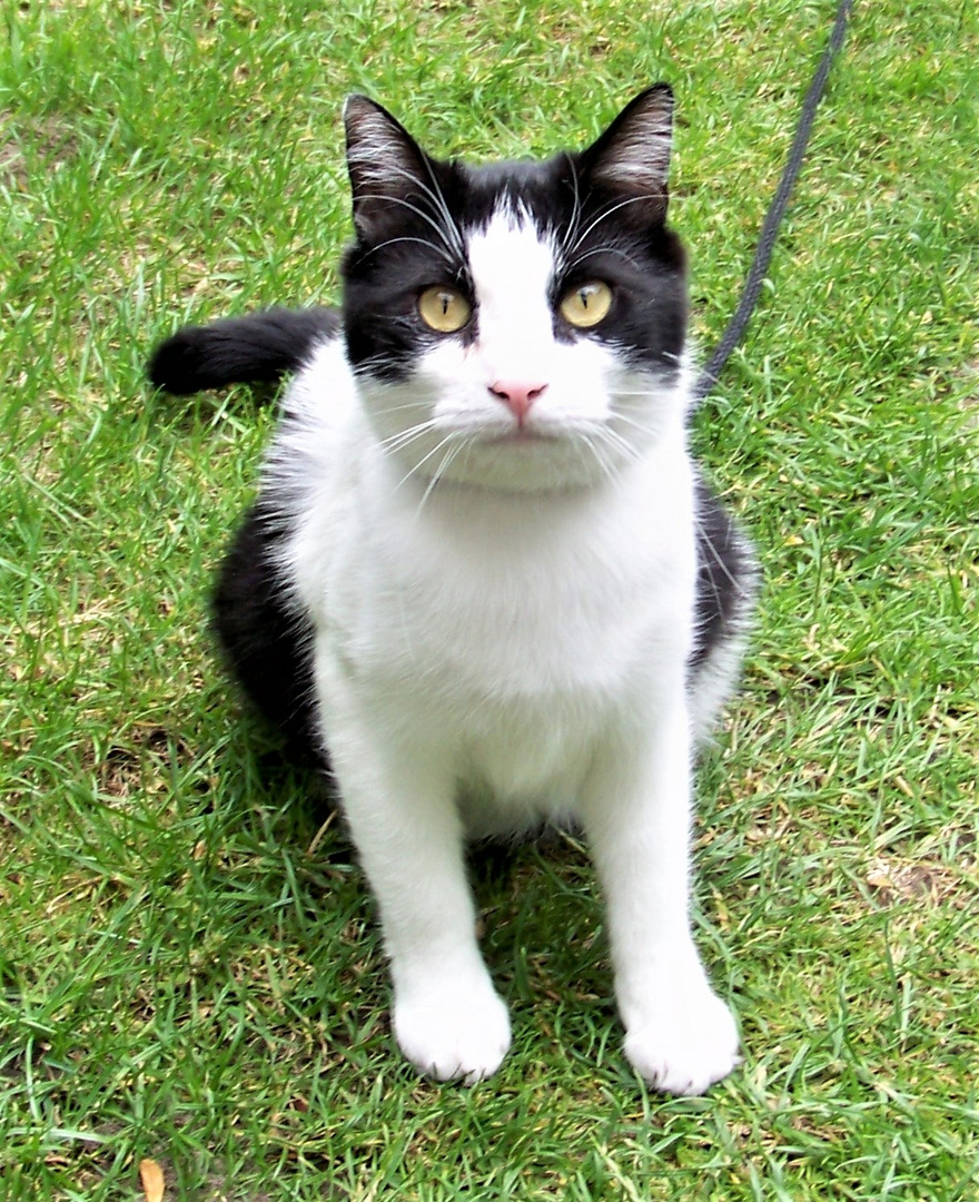  meine Katze Lucy und ich wünschen Euch ein schönes Wochenende