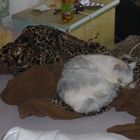 meine katze melody verstarb am 19.12.2014