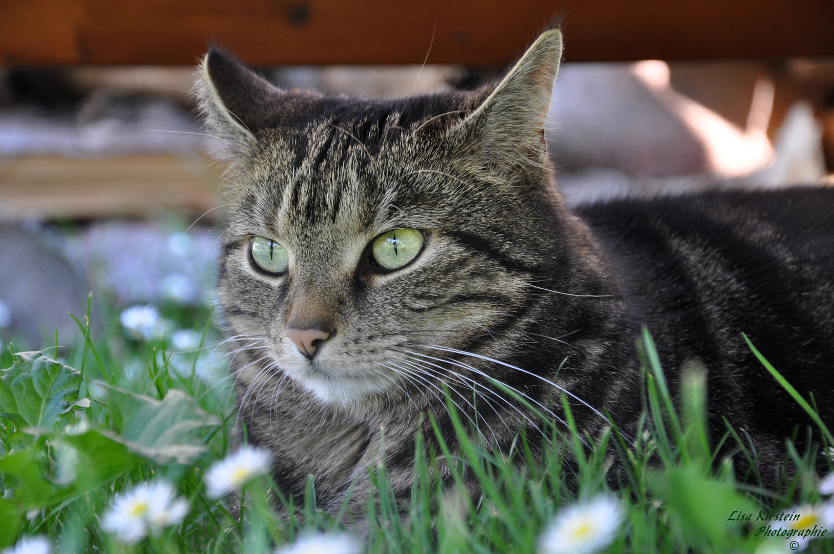 Meine Katze Momo auf der Lauer