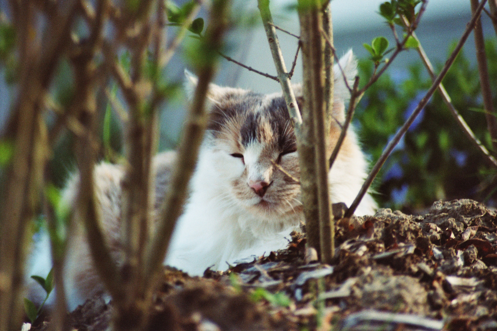 Meine Katze Murrli