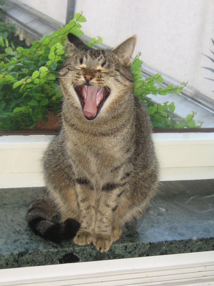 meine Katze Samson - leider ohne Zähne