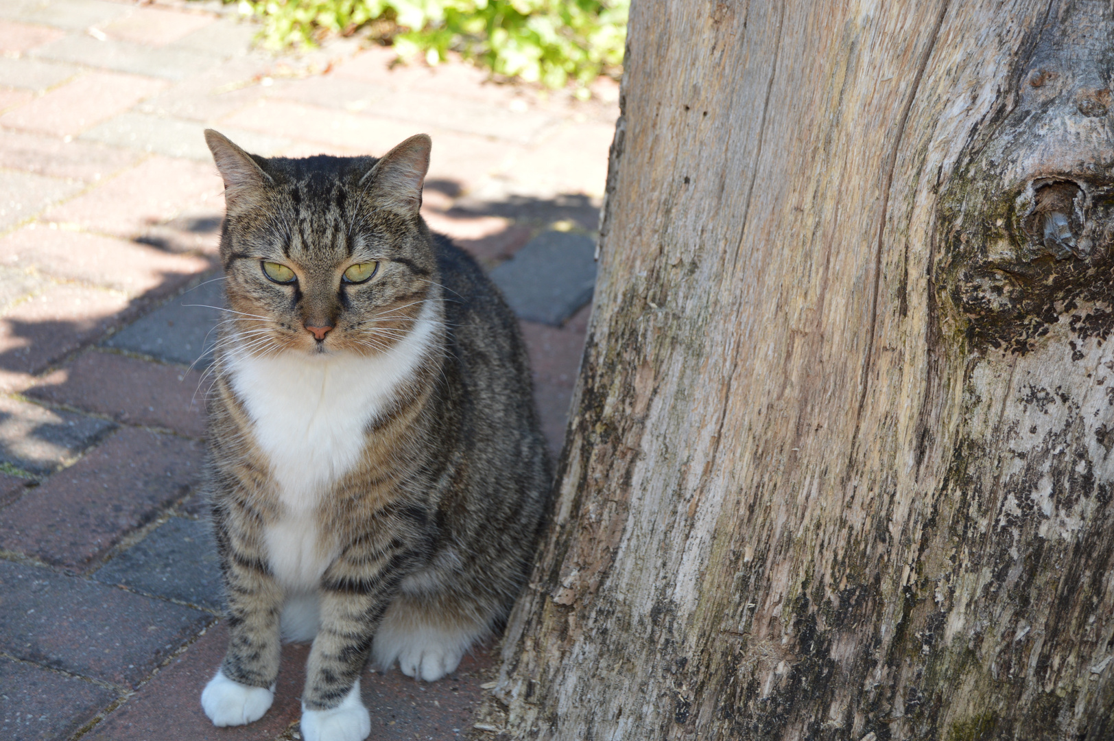 Meine Katze Smilla