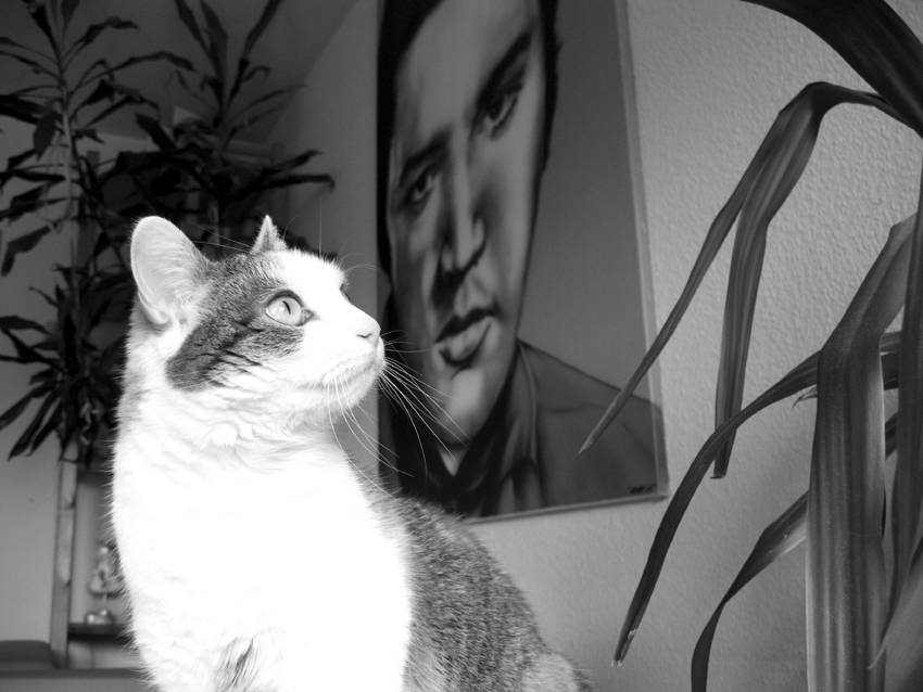 meine katze und elvis im einklang