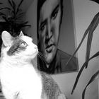 meine katze und elvis im einklang