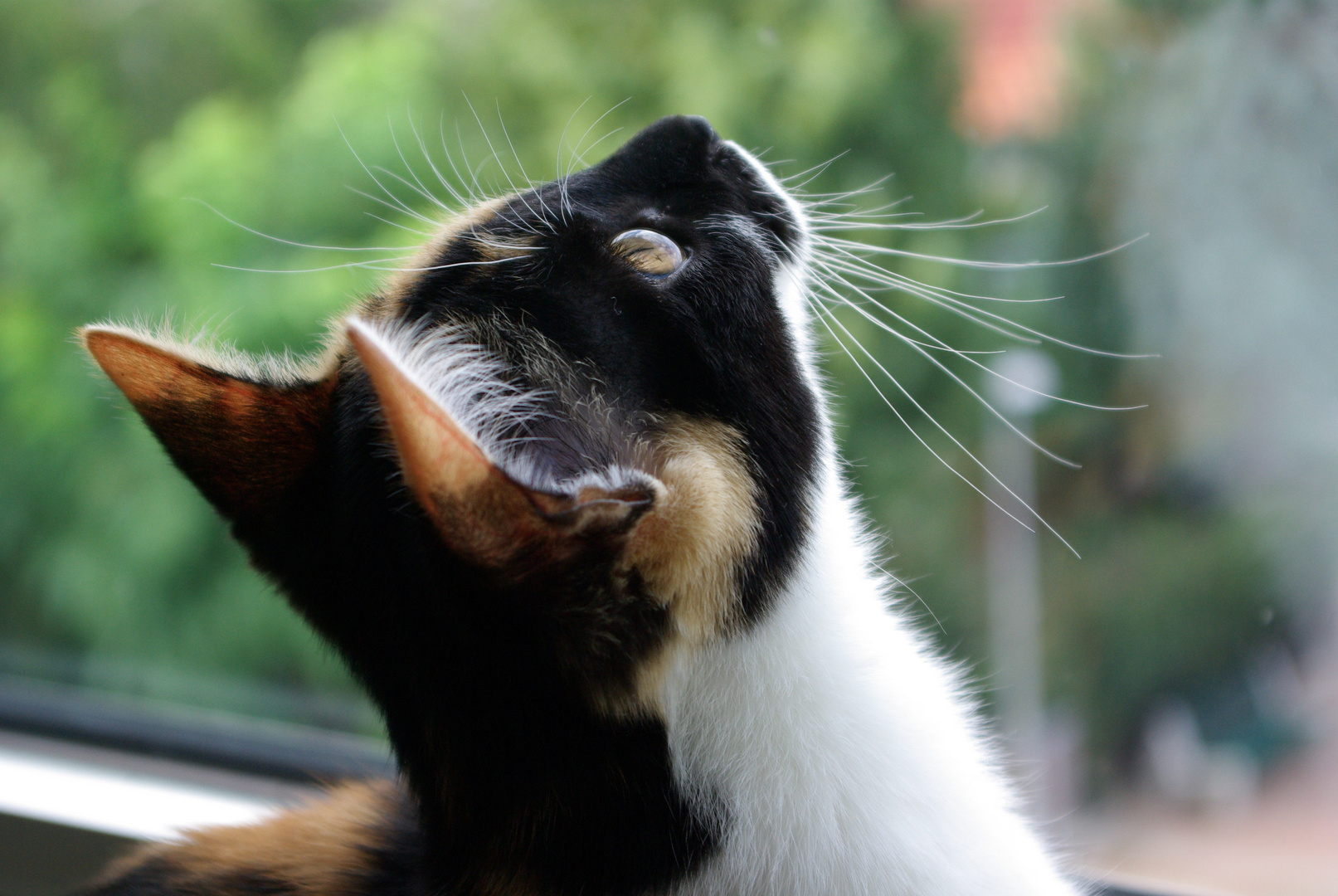 Meine Katze versucht Fliegen zufangen