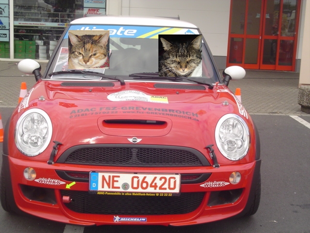 Meine Katzen fahren Auto