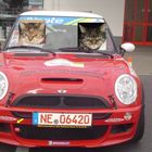 Meine Katzen fahren Auto