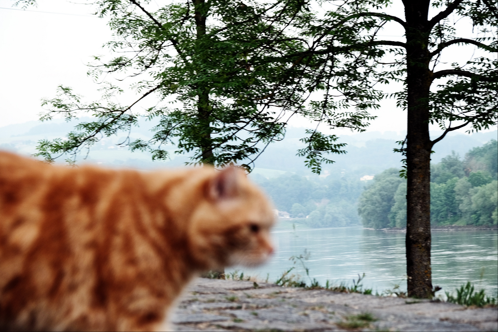 Meine Katzenfoto werden immer schärfer!