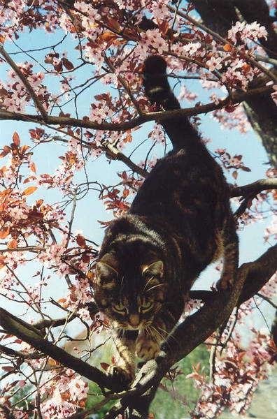 Meine Katzenleiter ist die Schönste!