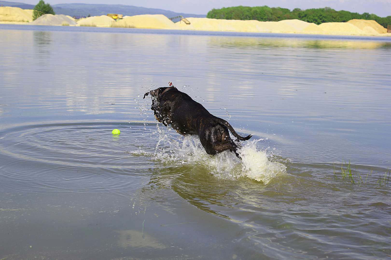 Meine Kiara liebt Wasser und vorallem Ihren Ball