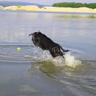 Meine Kiara liebt Wasser und vorallem Ihren Ball