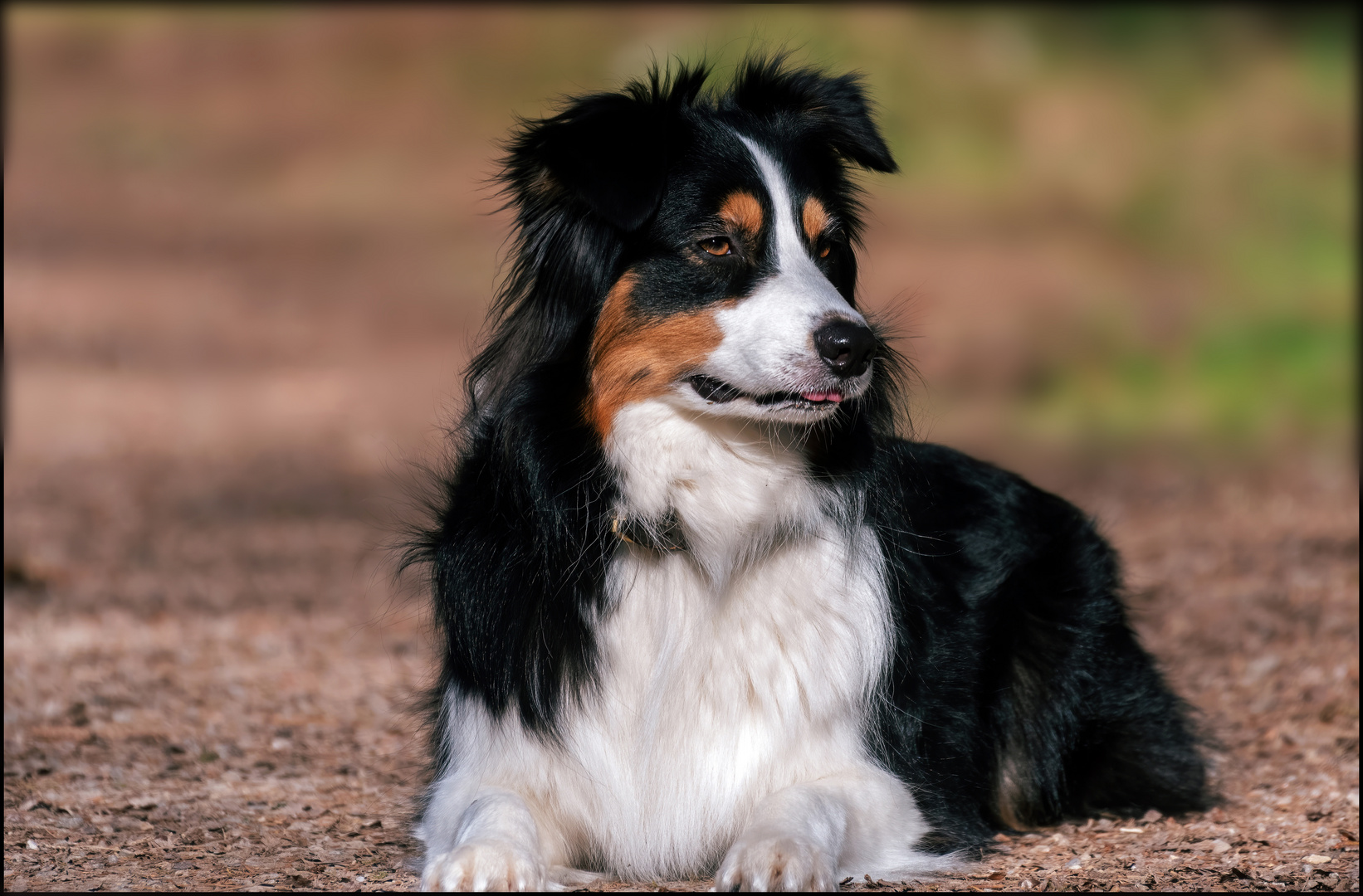 meine Kira der  Australian Shepherd