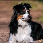 meine Kira der  Australian Shepherd