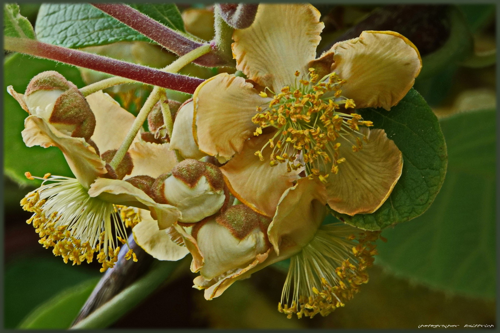 Meine Kiwiblüte....