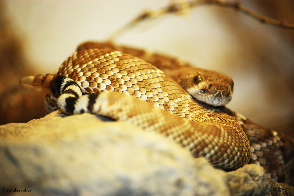 Meine Klapperschlange(Crotalus ruber)