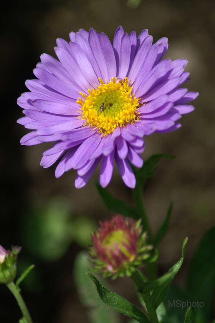 Meine kleine Aster