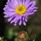 Meine kleine Aster