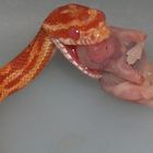 Meine kleine Baby Red Albino ( Kornnatter )