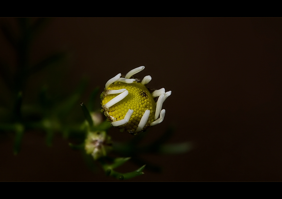 ...meine kleine blüte......