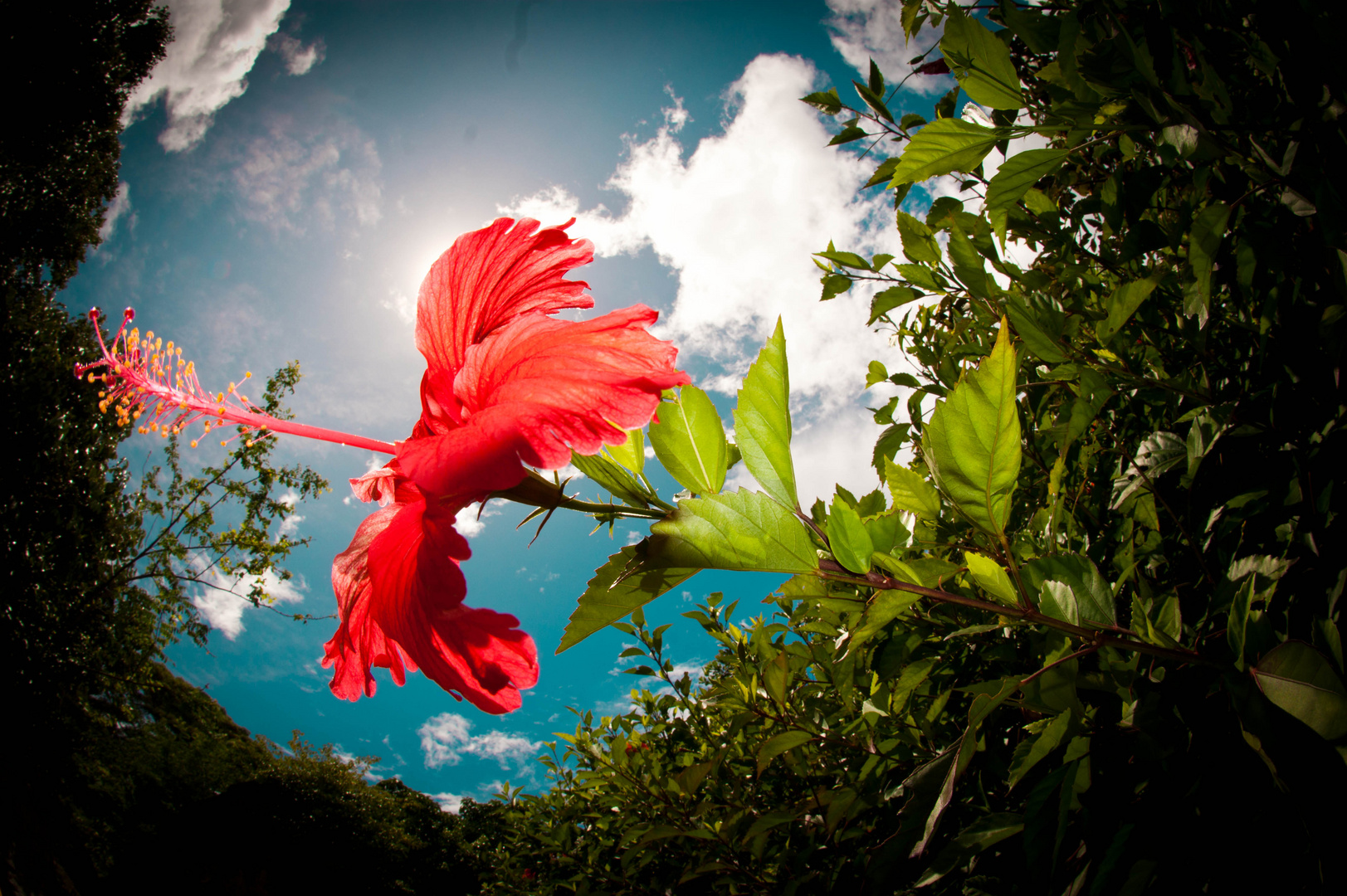 Meine kleine Blumenwelt...