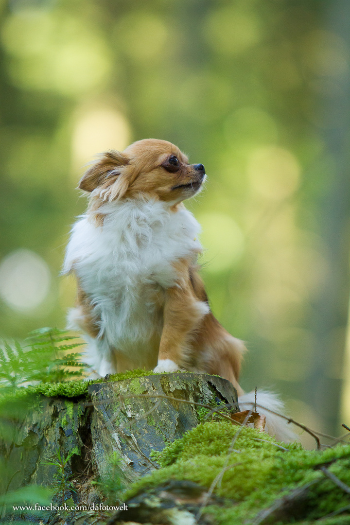 Meine kleine Chidame Sunny im Zauberwald