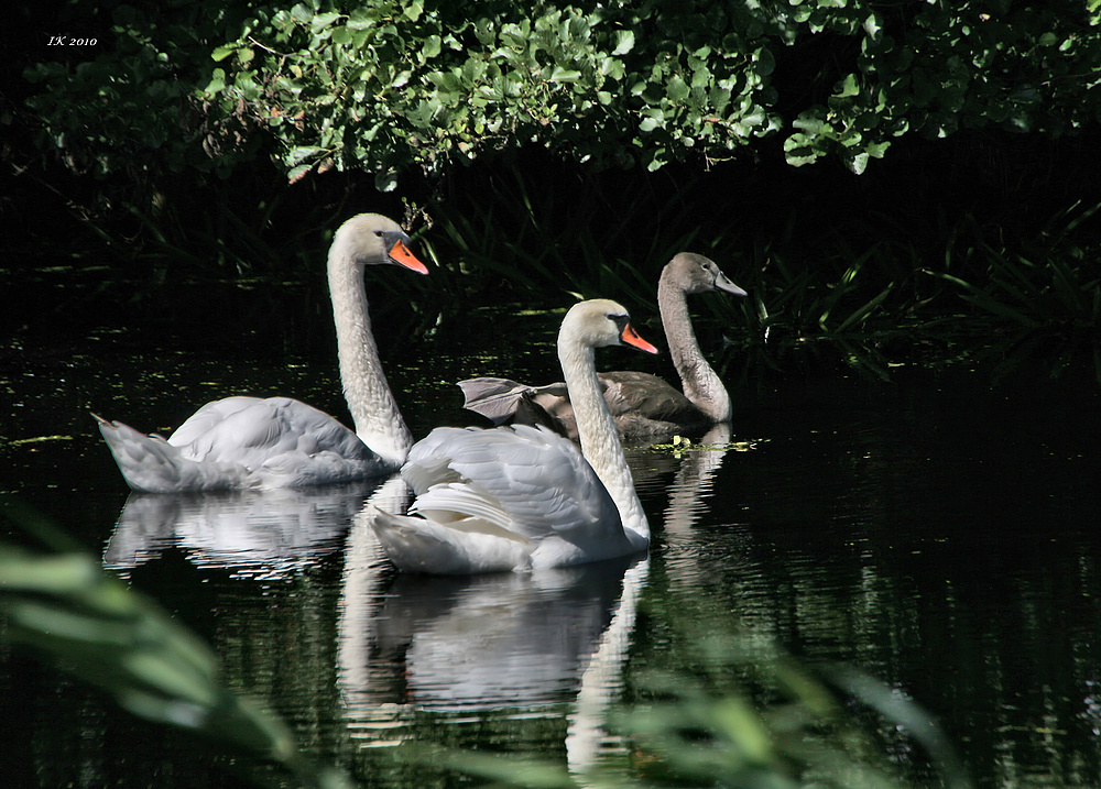 Meine kleine Familie